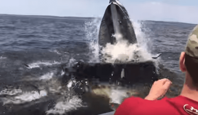 YouTube: Paseaban en yate y una ballena les dio el susto de sus vidas [VIDEO]