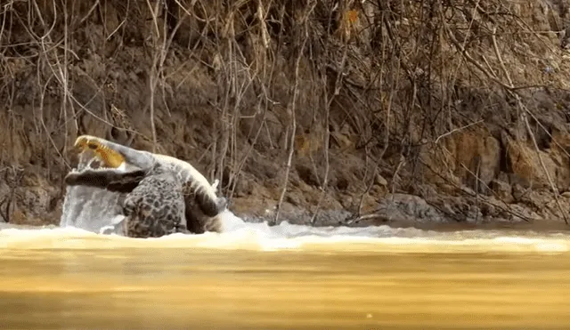 Hambriento jaguar ataca sin piedad a cocodrilo y brutal pelea tiene inesperado final [VIDEO] 