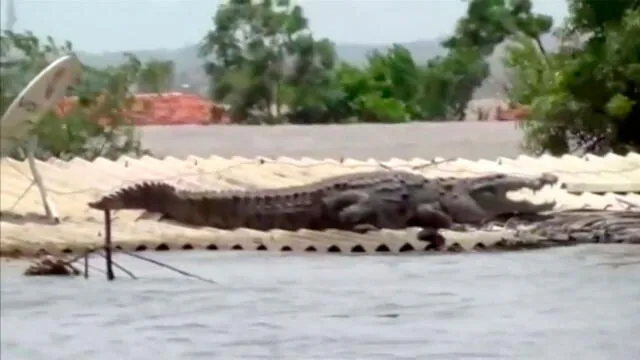 YouTube viral: gigantesco cocodrilo se refugia sobre una casa de las inundaciones en India