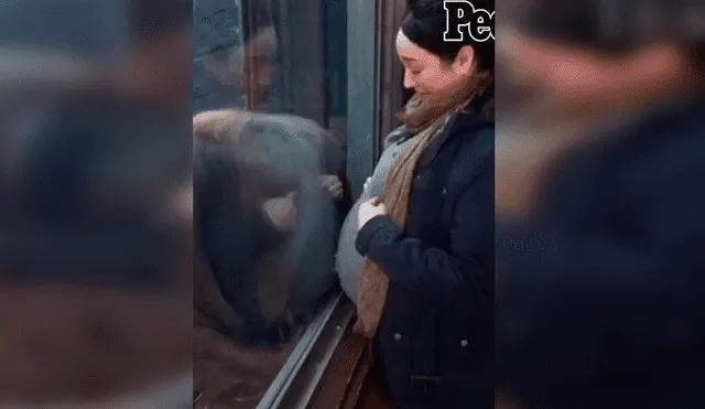 En Facebook, un orangután se emocionó al percatarse de la presencia de una embarazada en su recinto.
