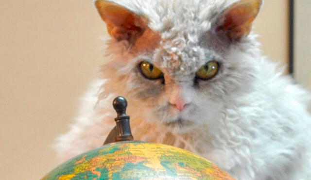 Instagram: Conoce a Albert, el gato 'villano' que alborota las redes sociales