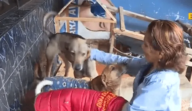 Carmen rescata animales de las calles desde hace 13 años. (Foto: Captura video)