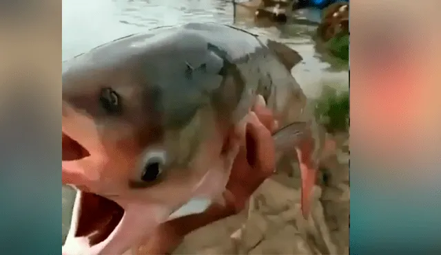 YouTube viral: pescador visita misterioso río y captura extraña criatura que tiene dos bocas