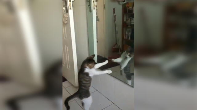 Facebook: Gato fan de ‘Jonathan Maicelo’ tiene combate con su reflejo y final es inesperado