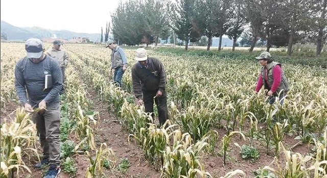 En Cusco heladas destruyen 1300 hectáreas de maíz y papa [VIDEO]