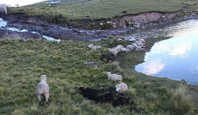 Más de 200 carneros mueren ahogados en laguna ubicada en zona de Yauli