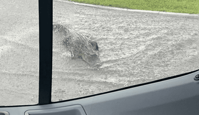 Un enorme cocodrilo generó el tráfico al cruzar una concurrida carretera en medio de la tormenta, en Estados Unidos.