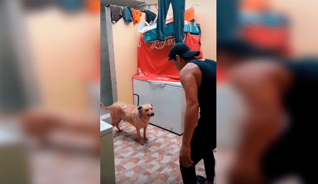 Desliza las imágenes para observar los movimientos que realizó un joven junto a su perro para pasar un reto de baile.