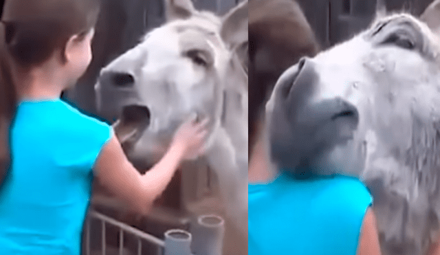 YouTube viral: burro se reencuentra con niña que lo crió y rompe en desgarrador llanto [VIDEO]