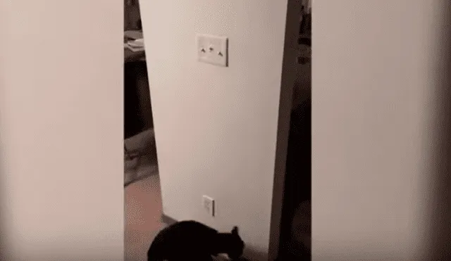 Desliza las imágenes hacia la izquierda para observar la habilidad de un gato para apagar las luces en su casa.