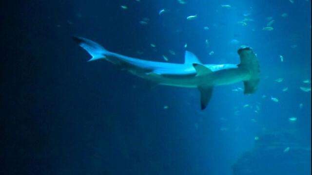 Demandan a acuario francés tras la muerte de 30 tiburones martillo