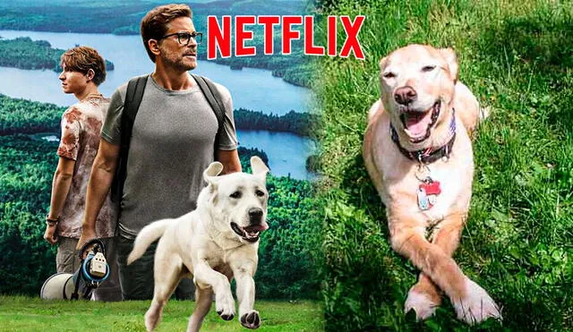 "Perro perdido" adapta la historia real de Gonker, el can con la enfermedad de Addison que se perdió por 15 días. Foto: composición LR/Netflix