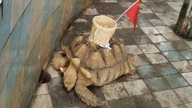 Un zoológico de China utilizaba una tortuga para almacenar las monedas de sus visitantes. Foto: Difusión