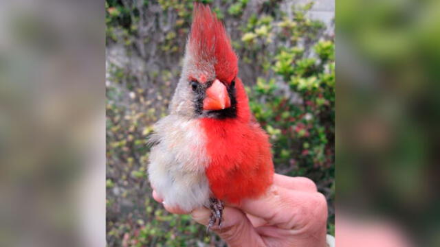 El cardenal del norte fue visto en Texas, y posee dos sexos debido a una malformación genética. Foto: Difusión