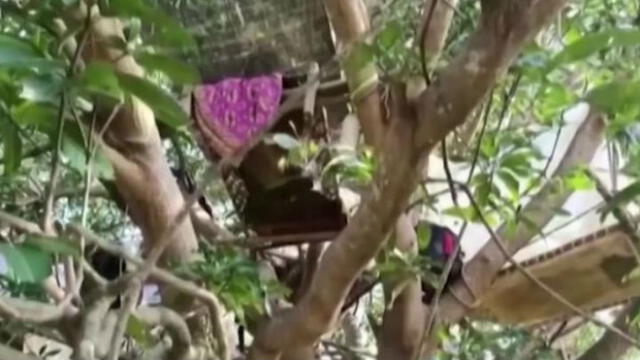 India: hombres hacen cuarentena en los árboles por falta de espacio en sus casas [VIDEO]