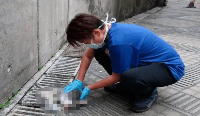 Los animales fueron hallados por el vigilante del rascacielos ubicado en Hong Kong, China. Varios fallecieron en la caída y otros resultaron gravemente heridos.