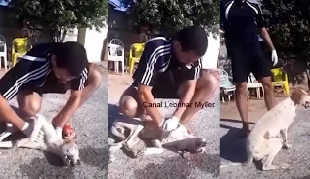 El joven estudiante de veterinaria pudo salvar a su primer animal. Foto: Todo Noticias