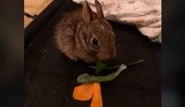 El recién nacido, aún no habría los ojos y buscaba a su mamá para alimentarse. Foto: Jessica Lee/TikTok