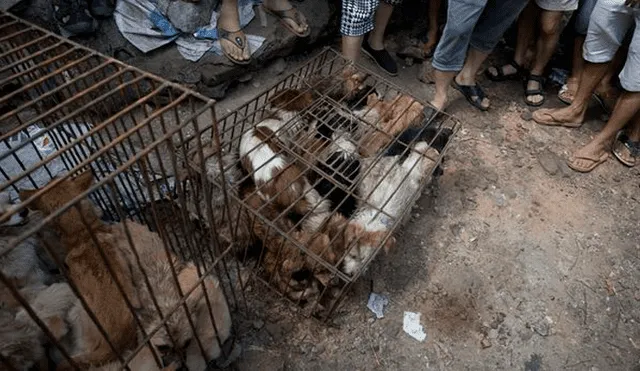 Perros fueron bañados con agua hirviendo y cocinados vivos durante un festival [FOTOS]