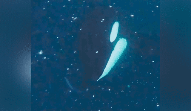 Un buzo grabó en un video viral de YouTube el aterrador momento en que se interpuso en la comida de una enorme orca, sin imaginar su abrupta reacción.