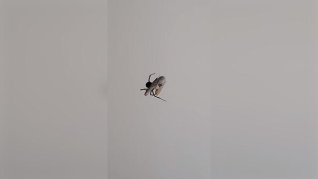 Facebook: Captan el preciso momento en que araña atrapa a su presa y miles quedan aterrados