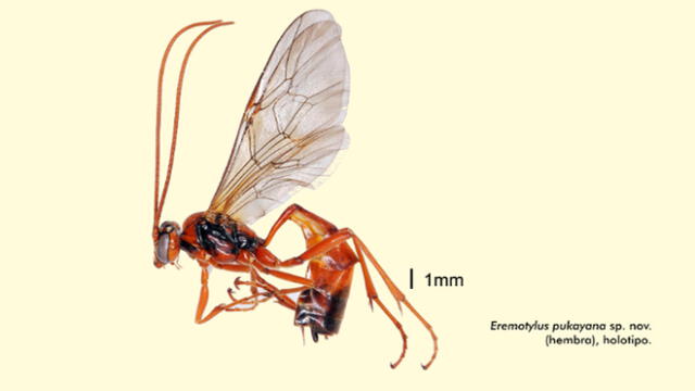 Avispa parasitoide fue colectada tras ser atraída con luz. (Foto: Museo de Historia Natural de San Marcos)