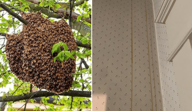 Una familia se enteró que estaban viviendo junto a una enorme cantidad de abejas por un largo tiempo. Foto: Facebook.