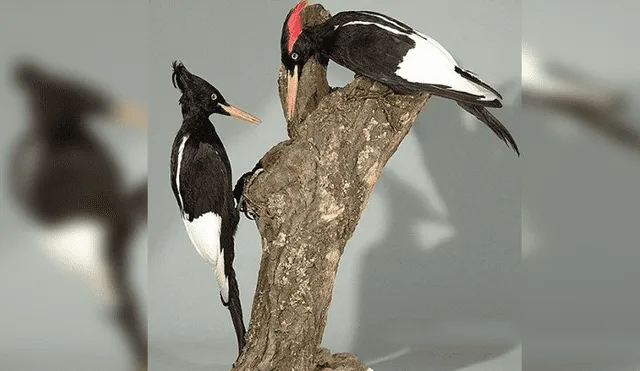 20 Animales en peligro de extinción y extintos en Perú 2019 [FOTOS]