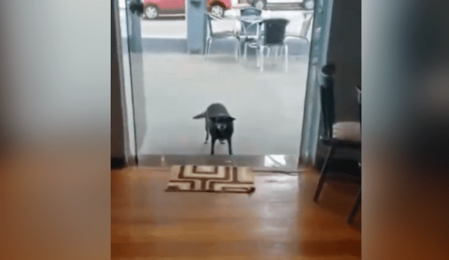 Facebook viral: perro callejero pide comida en restaurante y sorprende con su ‘educación’ al hacerlo