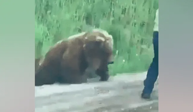 Un video viral de Facebook registró el instante en que un hombre vivió la peor experiencia de su vida, luego de intentar ayudar a un oso malherido en plena carretera.