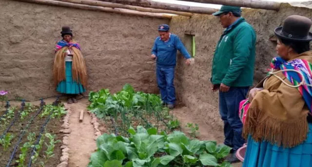 Agricultores de Puno logran primera cosecha tecnificada de hortalizas a cuatro mil metros de altura.
