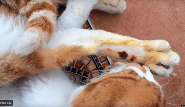 YouTube viral: gato herido ruega a hombre que lo ayude a salvar su vida [VIDEO]