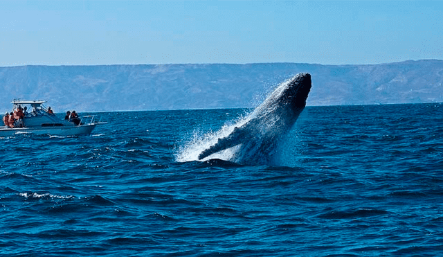 Avistamiento de ballenas jorobadas en Los Órganos y El Ñuro.