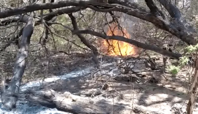 Cerca de 5 hectáreas de Bosque de Cañoncillo fueron afectadas por incendio forestal