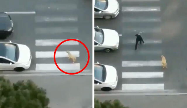 Desliza las imágenes para apreciar la valiente acción de un hombre para que un perro cruce la pista sin problemas. Foto: Captura de Facebook