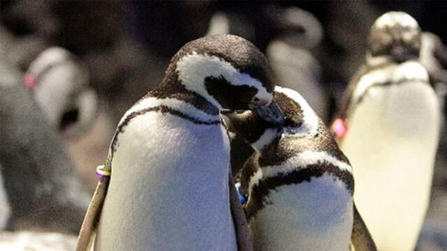 Las relaciones sexuales entre pingüinos pueden darse sin distinguir el género y parentezco. Foto: Difusión