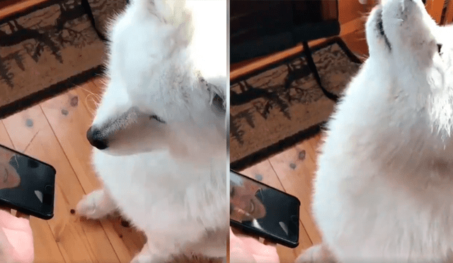 Video es viral en Facebook. Cuidador del can le enseño el celular con la videollamada y el animal tuvo una emotiva reacción al ver la cara de su amo.