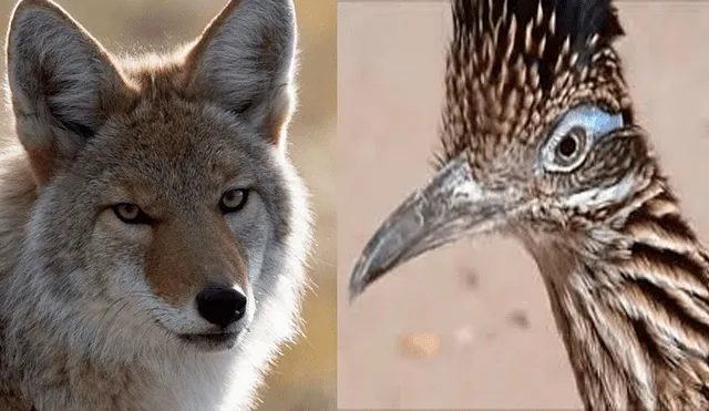Miles en Facebook se sorprendieron viendo al coyote persiguiendo al correcaminos en la vida real. Foto: Captura.