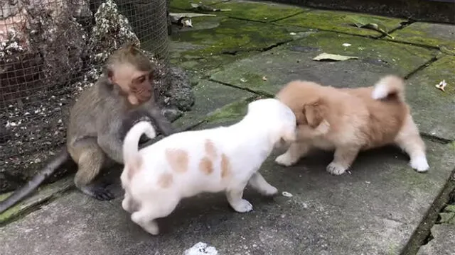 Facebook: Captan el momento preciso en que un mono abraza a dos cachorros [VIDEO]