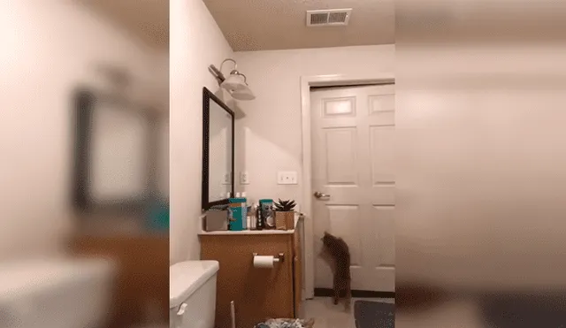 YouTube viral: gato aplica peculiar truco para escapar del baño y cámara oculta lo revela [VIDEO]