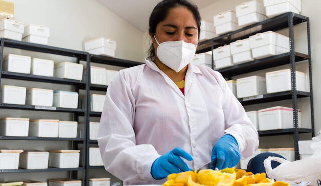 Implementan laboratorios para erradicar plagas. Foto: La República.