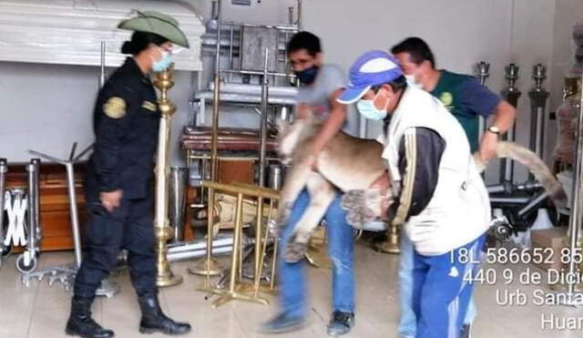 Puma es liberado en su habitad natural tras ser hallado transitando por calles de Ayacucho