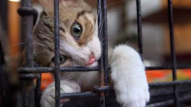 Detienen a gatos 'narco' adiestrados para ingresar droga a prisión [VIDEO]