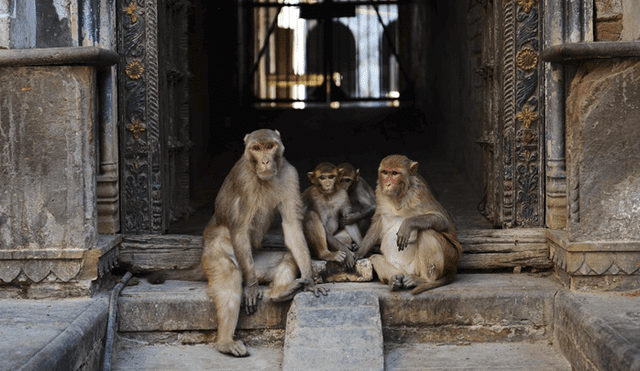 Monos acabaron con la vida de una mujer de 45 años y cuatro de sus hijos, otros dos han quedado huérfanos. Foto: referencial.