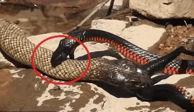 Facebook viral: gigantesca culebra canibal 'asesina' a pequeña criatura venenosa [VIDEO]