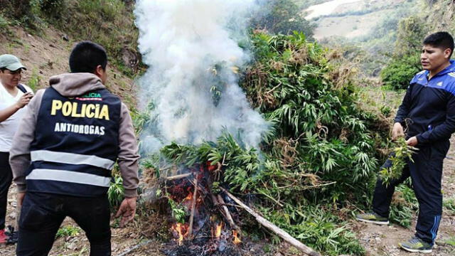 Incineran más de 31 mil plantones de marihuana en Áncash