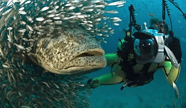 YouTube viral: extraña criatura marina aparece en 'selfie' de buzo dentro del mar [VIDEO]