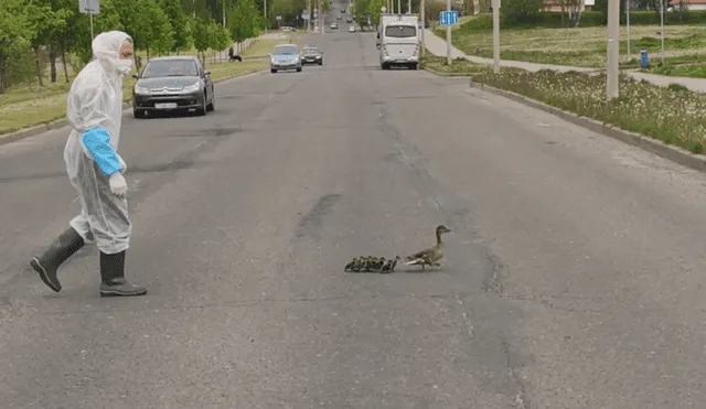 En YouTube se hizo viral el tierno momento en que un trabajador médico ayuda a cruzar la pista a unos patos.