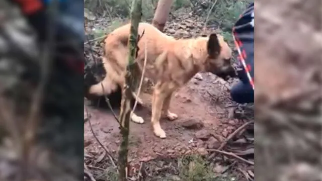 Facebook: Ciclistas rescatan a perro que iba a morir de hambre y sed en pleno bosque