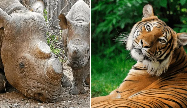 Pese al riesgo de extinción: China legalizó el uso medicinal de cuernos de rinoceronte y huesos de tigre
